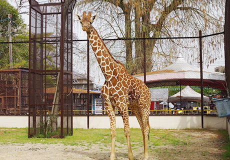 池田動物園